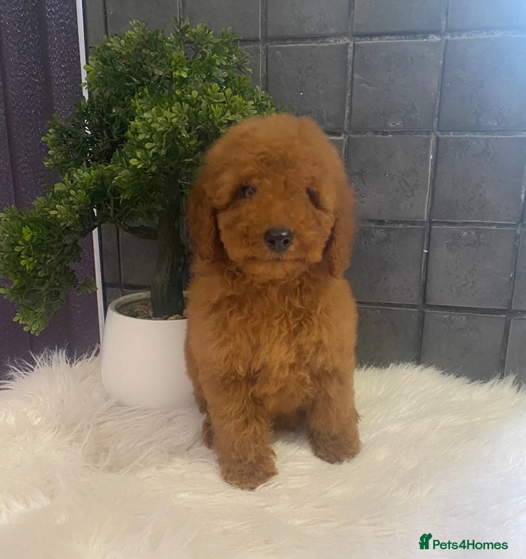 Miniature Poodle dogs for sale: Gorgeous Red Minature Poodle Puppies  - Advert 7