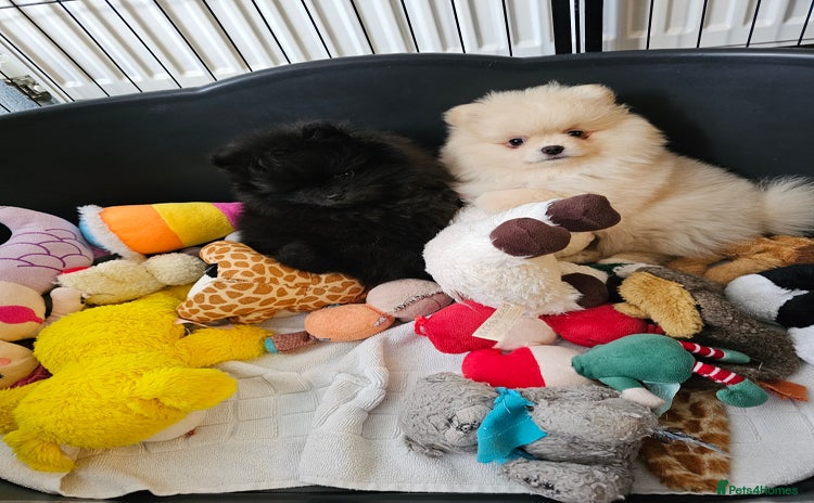 Pomeranian dogs - Advert 1