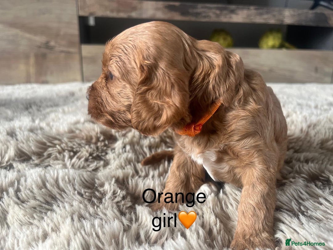 Cockapoo dogs for sale: ⭐️F1B cockapoo puppies⭐️ - Image 19
