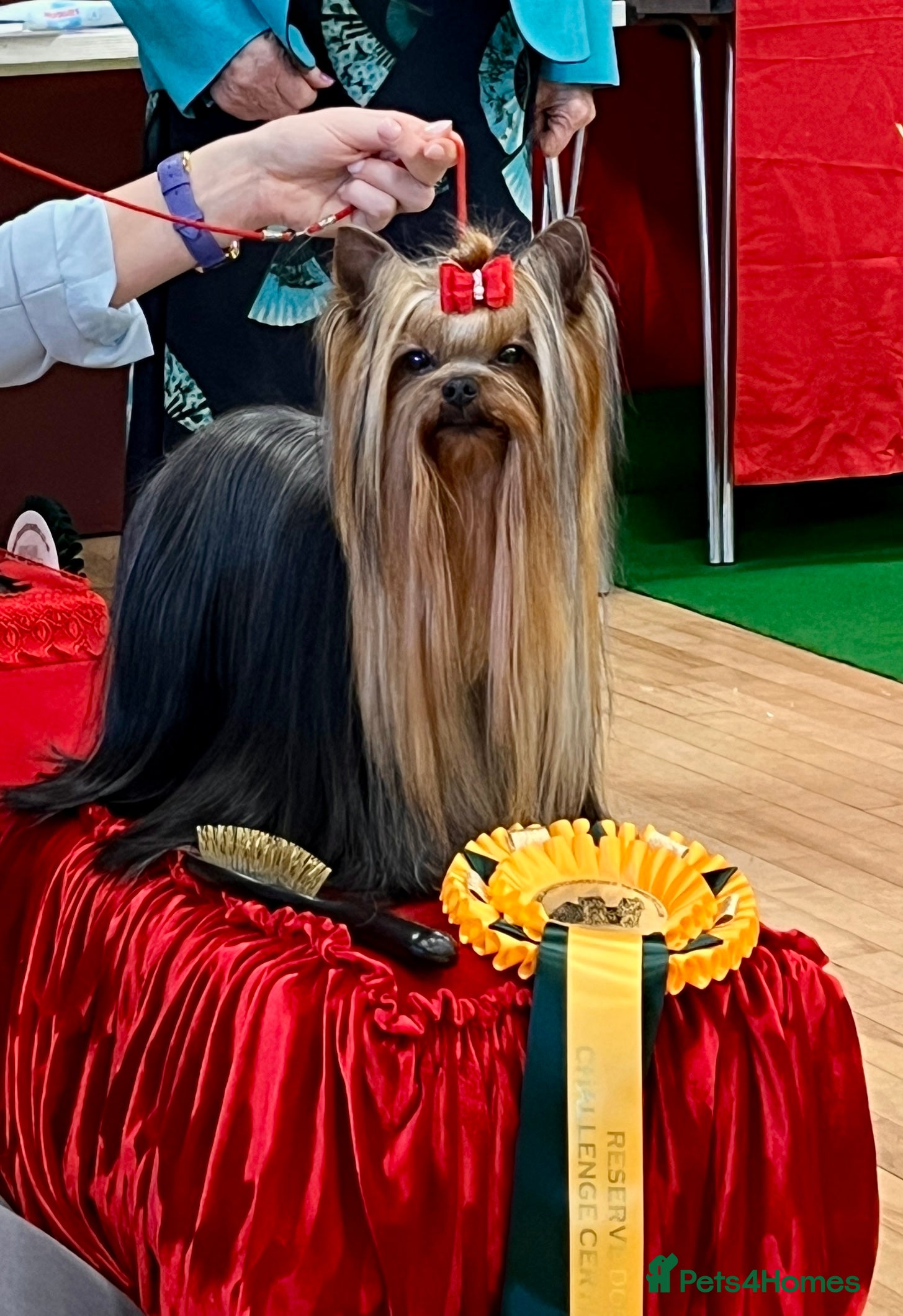 Yorkshire Terrier dogs KC REG UK Champion 🏆Yorkshire terrier for STUD - Advert 22