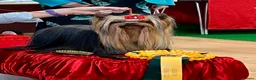 Yorkshire Terrier dogs for stud: KC REG UK Champion 🏆Yorkshire terrier for STUD - Advert 1