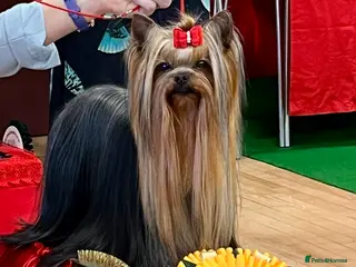 Yorkshire Terrier dogs KC REG UK Champion 🏆Yorkshire terrier for STUD - Advert 22