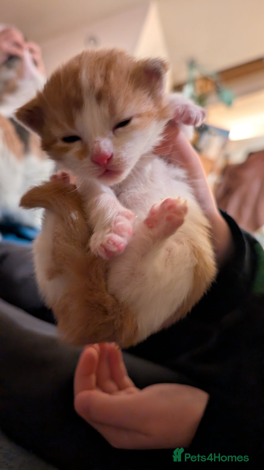 Maine Coon cats for sale: 3 Beautiful Maine coon kittens for sale  😍 - Advert 8