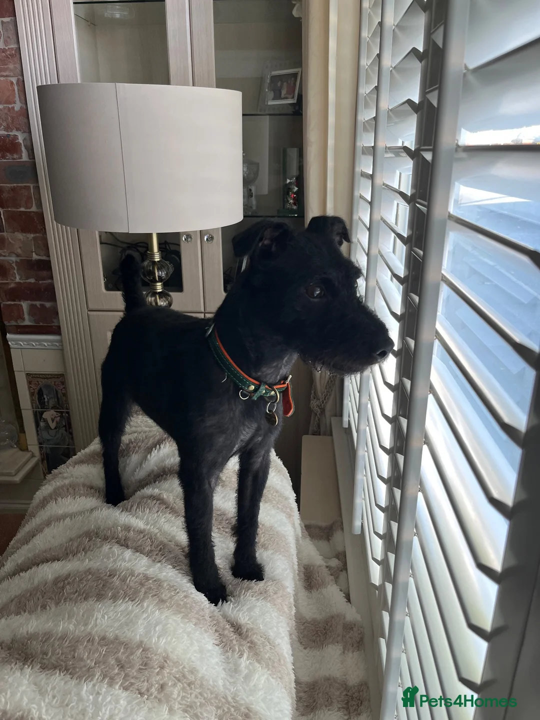 Patterdale Terrier dogs for stud: Patterdale Terrier  in Liverpool - Advert 5