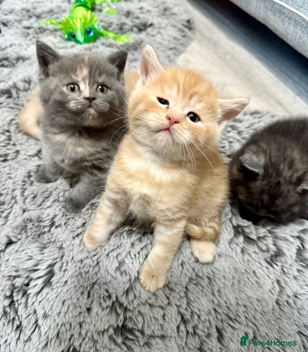 Mixed Breed cats for sale: Bsh x maincoon kittens - Advert 5