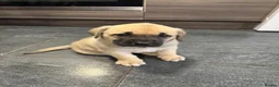 Mixed Breed dogs for sale:  £850! Ready! Stunning Kangal cross  - Advert 28