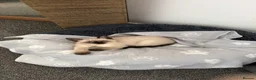 Siamese cats for sale: 2 Beautiful Siamese Kittens 🐱❤️ - Advert 8