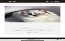 Ragdoll cats for sale: Two Stunning Ragdoll Kittens - Ready Leave Now - Image 3