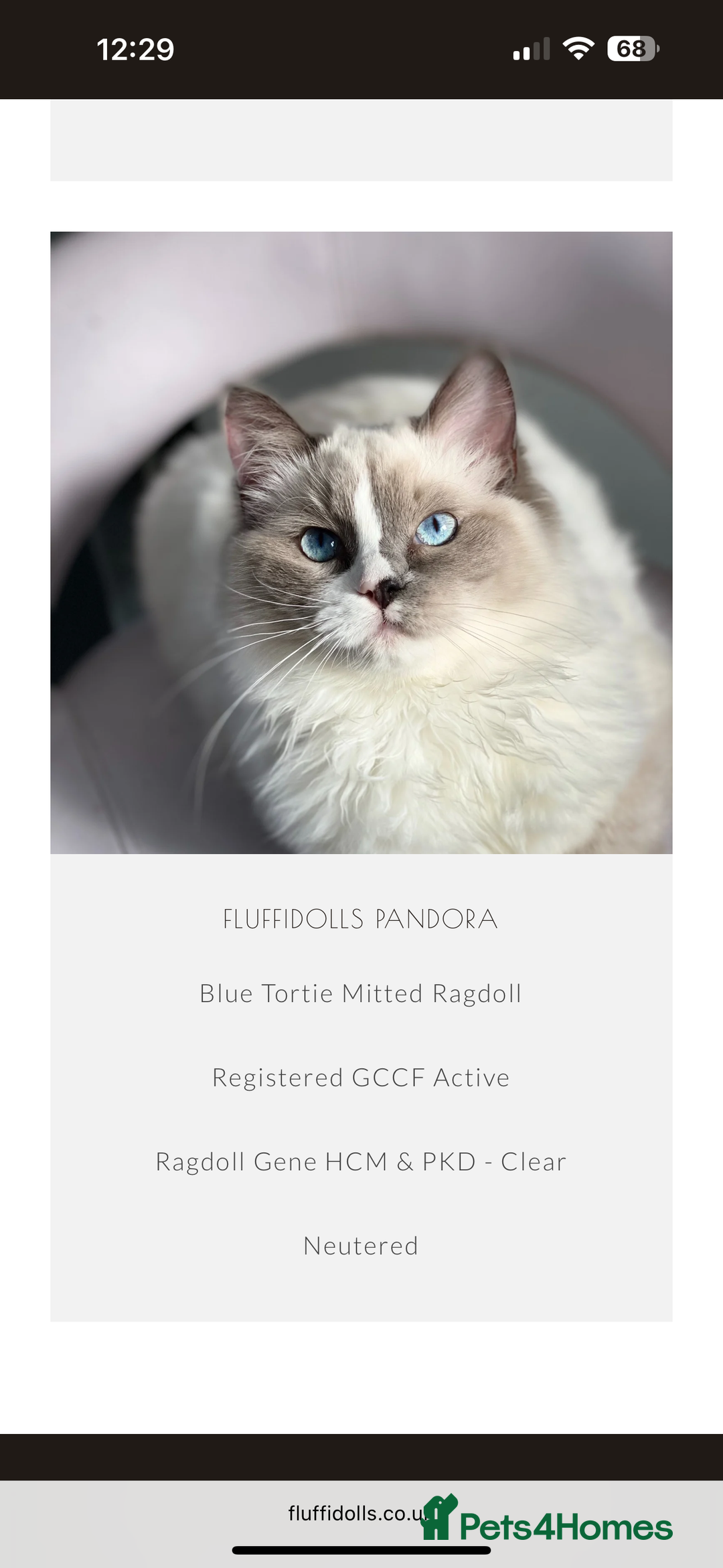 Ragdoll cats for sale: Two Stunning Ragdoll Kittens - Ready Leave Now - Image 3
