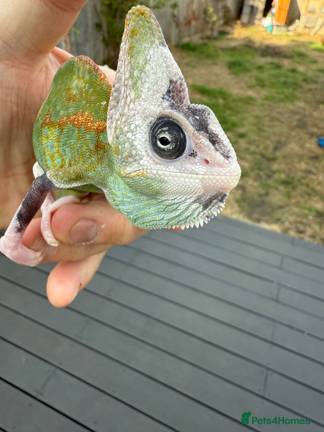 Chameleon reptiles for sale: Chameleon  - Image 3