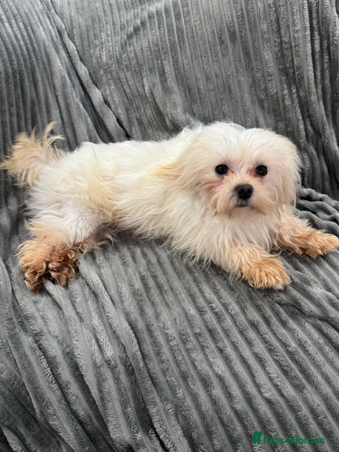 Maltese dogs for stud: Small white Korean Maltese  - Advert 2