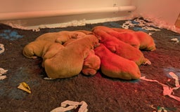 Labrador Retriever dogs for sale: Fab KC Fox Red Pups - 4* Higher Standard Breeder - Advert 3