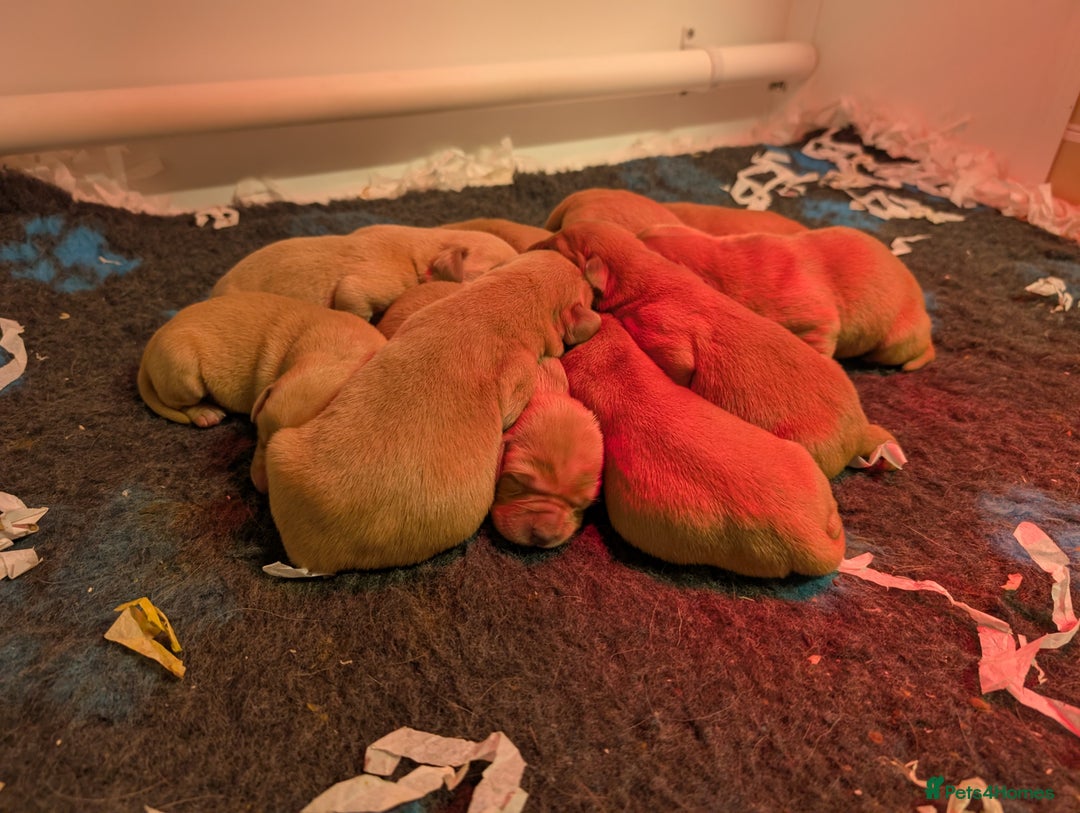 Labrador Retriever dogs for sale: Fab KC Fox Red Pups - 4* Higher Standard Breeder - Advert 3