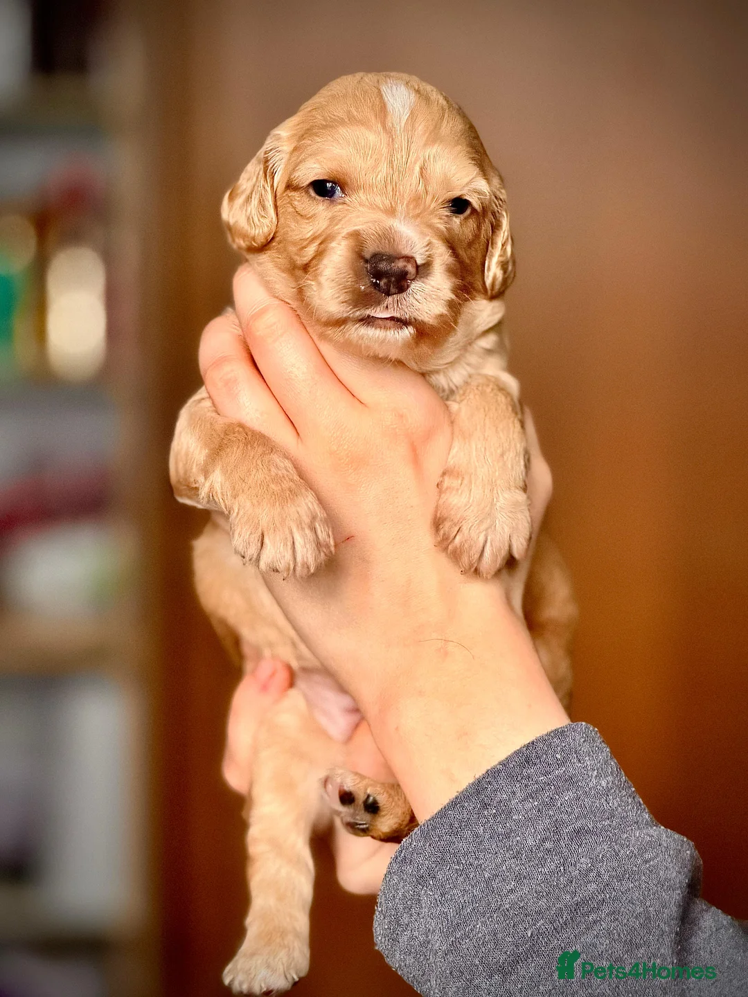 Cockerdor dogs for sale: Cockerdor puppies for sale  in Amersham - Advert 2