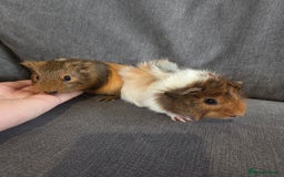 Guinea Pig rodents for sale: Baby guinea pigs - Image 1