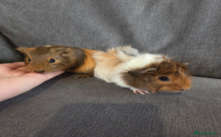 Guinea Pig rodents - Advert 2