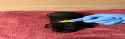 Cocker Spaniel dogs for sale: Beautiful Male Cocker Spaniel Puppies - Advert 3