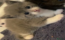 Mixed Breed cats for sale: 5 kittens for sale  - Image 8