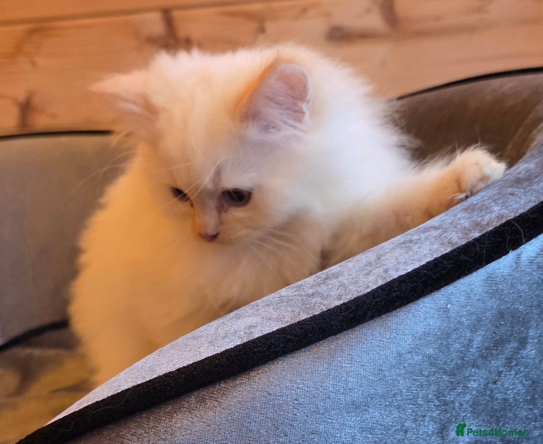 Ragdoll cats for sale: Flame boy Ragdoll kitten - Advert 5