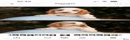 Cocker Spaniel dogs for sale: Stunning unique show cockers  - Advert 7