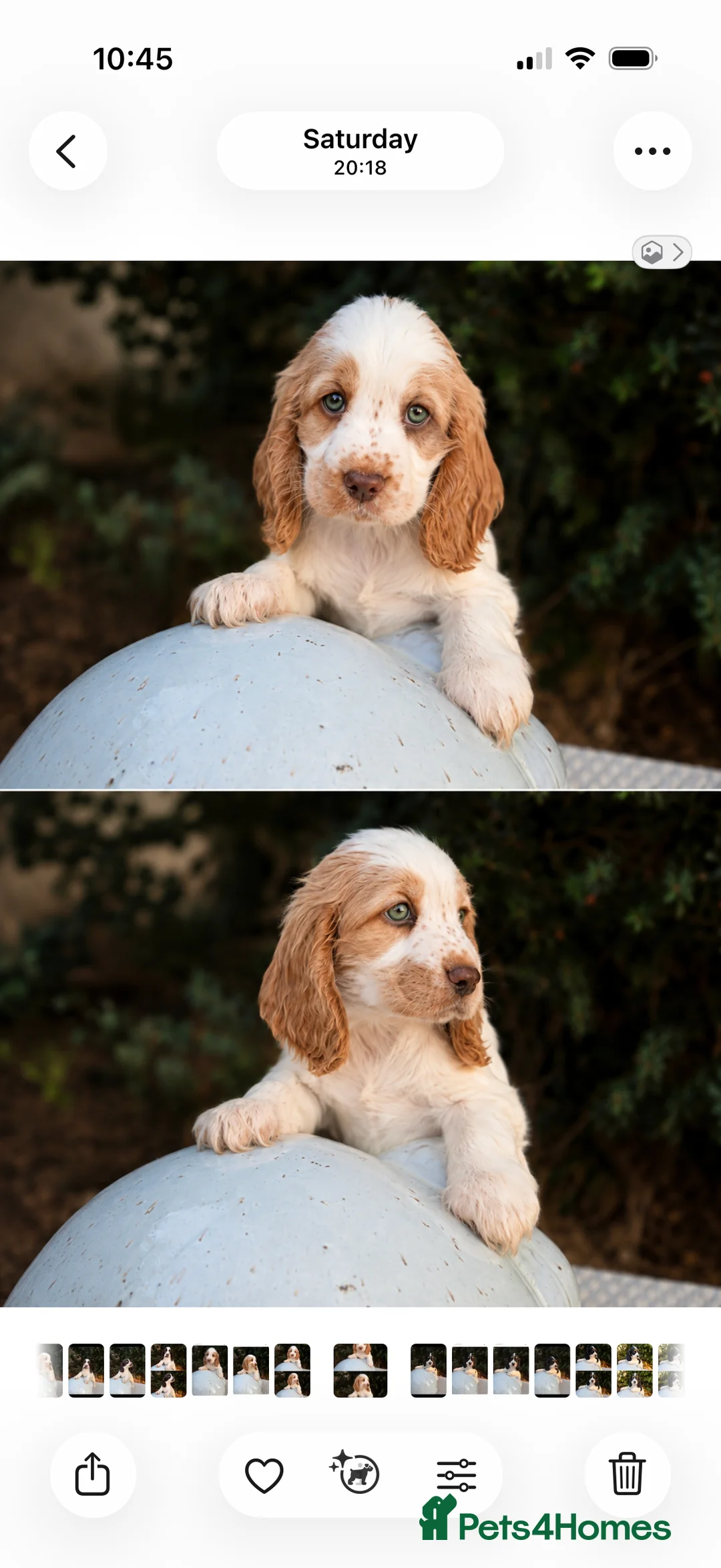 Cocker Spaniel dogs for sale: Stunning unique show cockers  - Advert 7