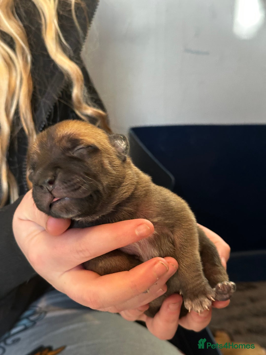 Mixed Breed dogs for sale: Staff X Sharpei puppies  - Advert 3