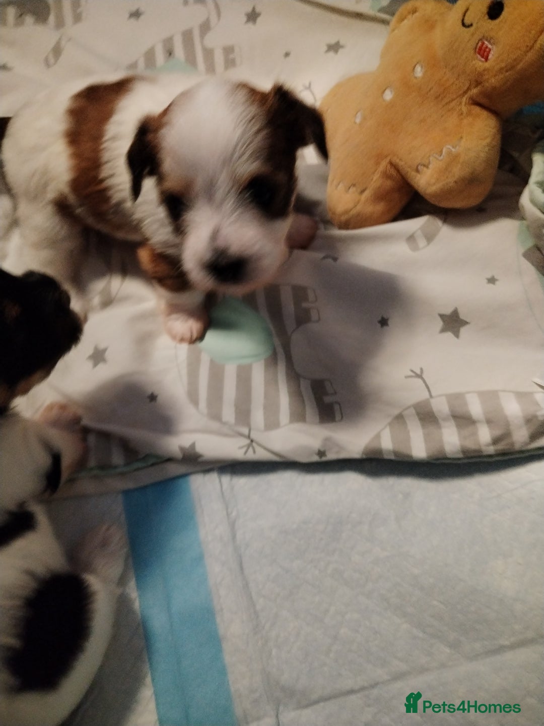 Mixed Breed dogs for sale: Yorkshire Terrier Colourful (Biewer) Puppies - Image 3