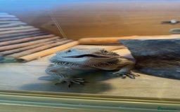Bearded Dragon reptiles for sale: Zero Bearded Dragon - Image 3