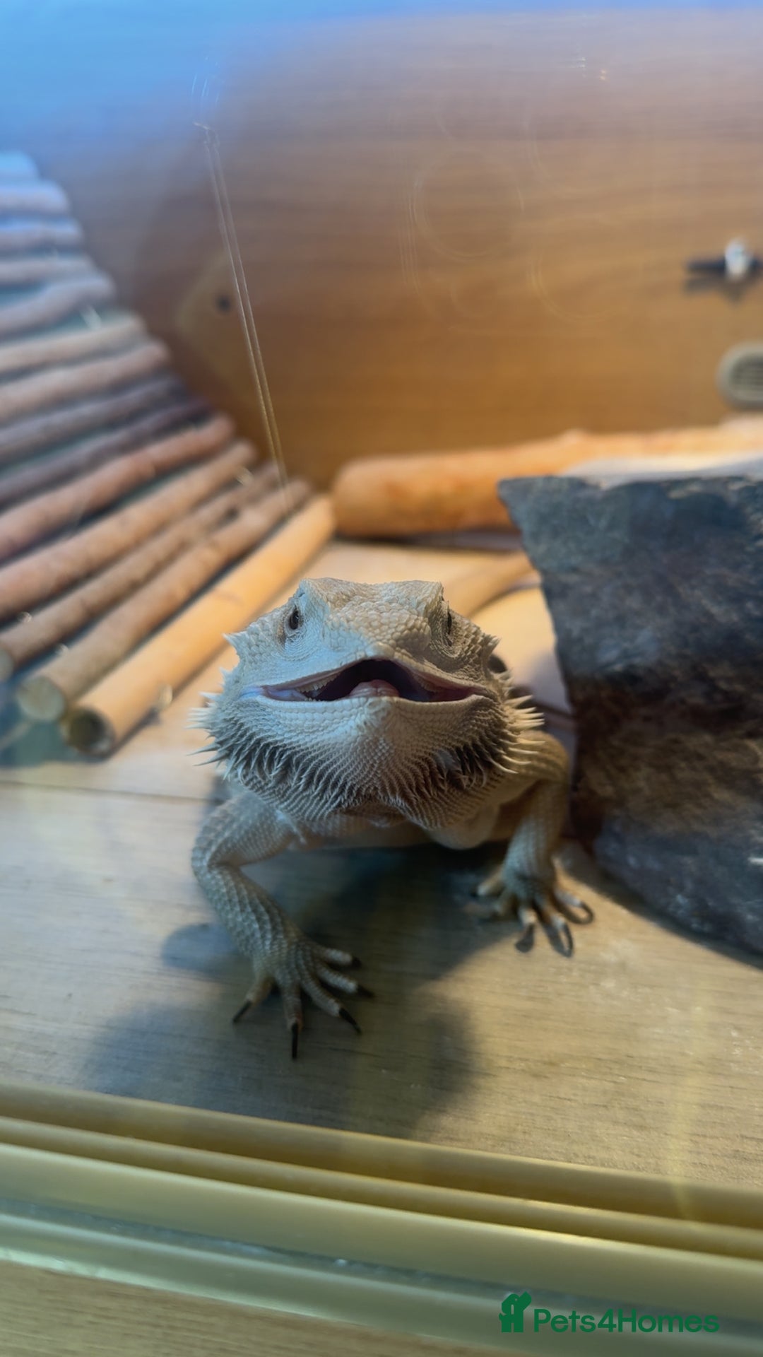 Bearded Dragon reptiles for sale: Zero Bearded Dragon - Image 3