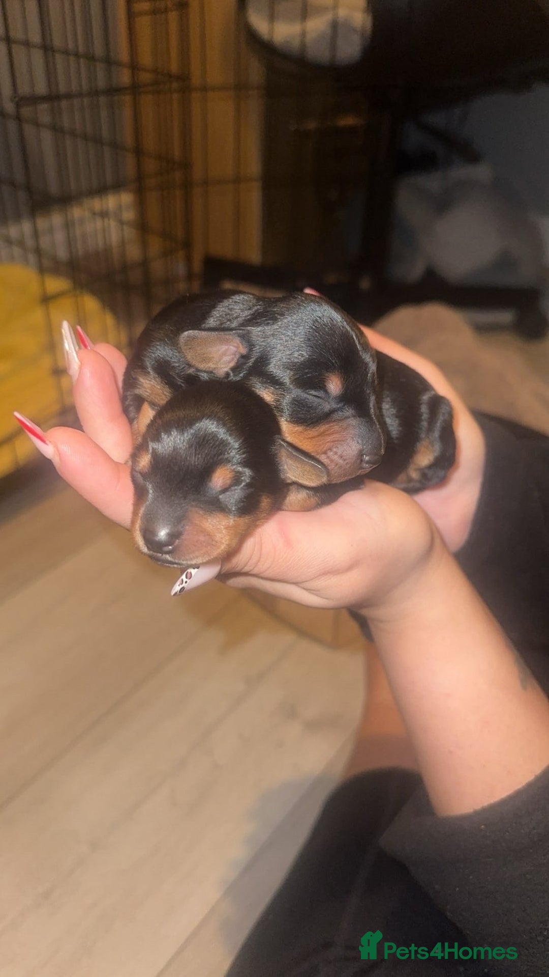 Mixed Breed dogs for sale: 5 beautiful dorkie puppies for sale  - Image 10