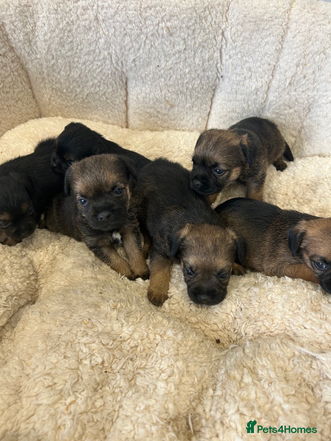 Border Terrier dogs for sale: Slem clear Kc registered Border terrier puppies - Advert 10
