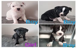 Staffordshire Bull Terrier dogs for sale: ‼️ReadyForCollection‼️Blue Staffie Puppies  in Tipton - Image 4