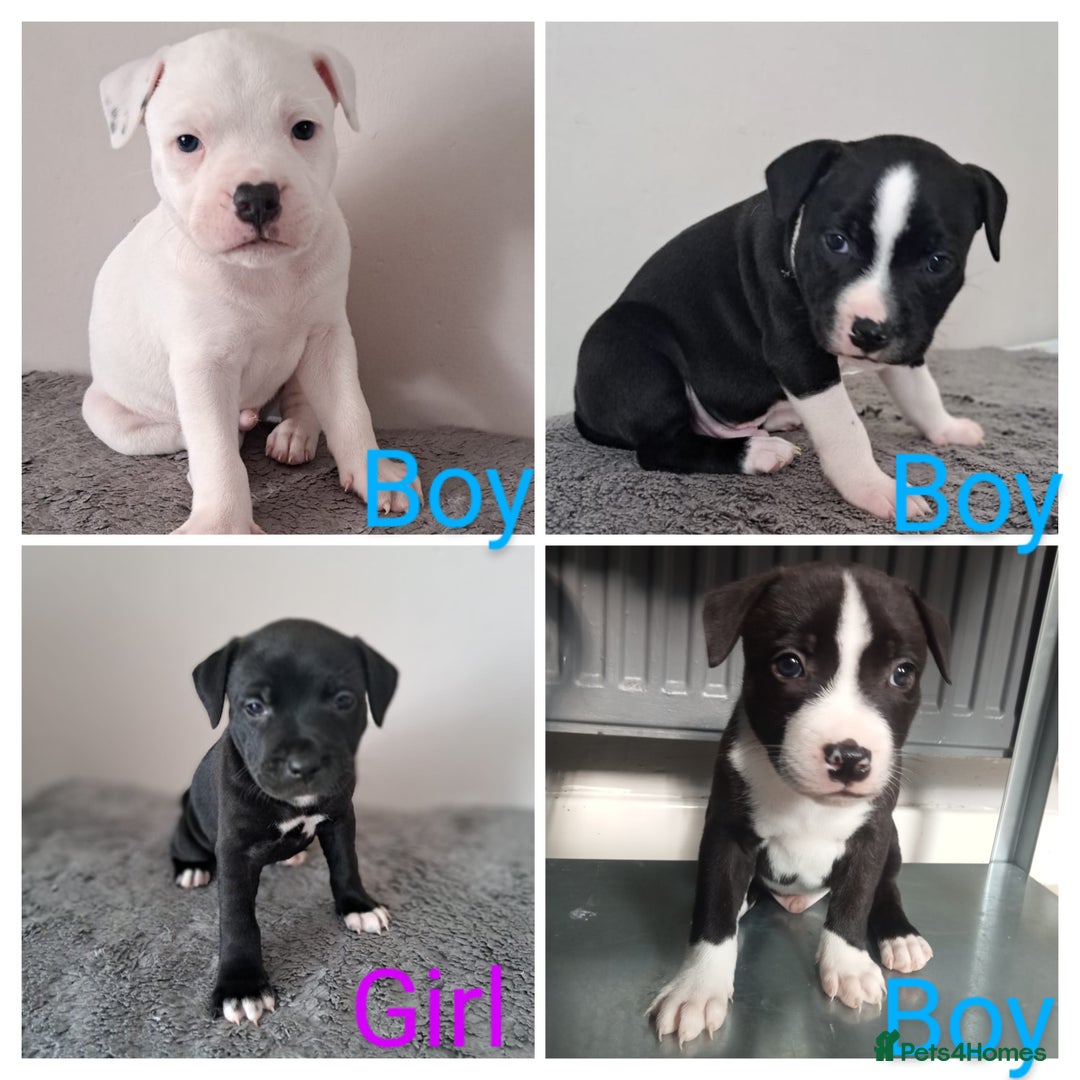 Staffordshire Bull Terrier dogs for sale: ‼️ReadyForCollection‼️Blue Staffie Puppies  in Tipton - Image 4