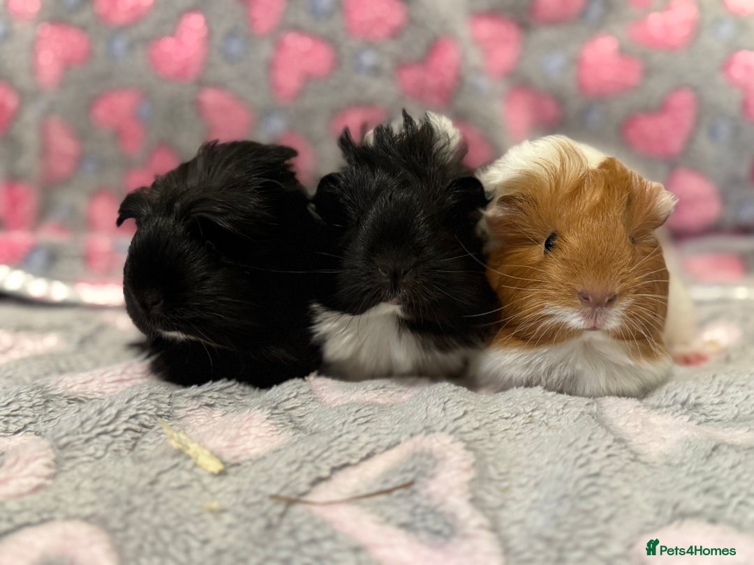Guinea Pig rodents for sale: Beautiful Guinea pig babies  - Advert 10