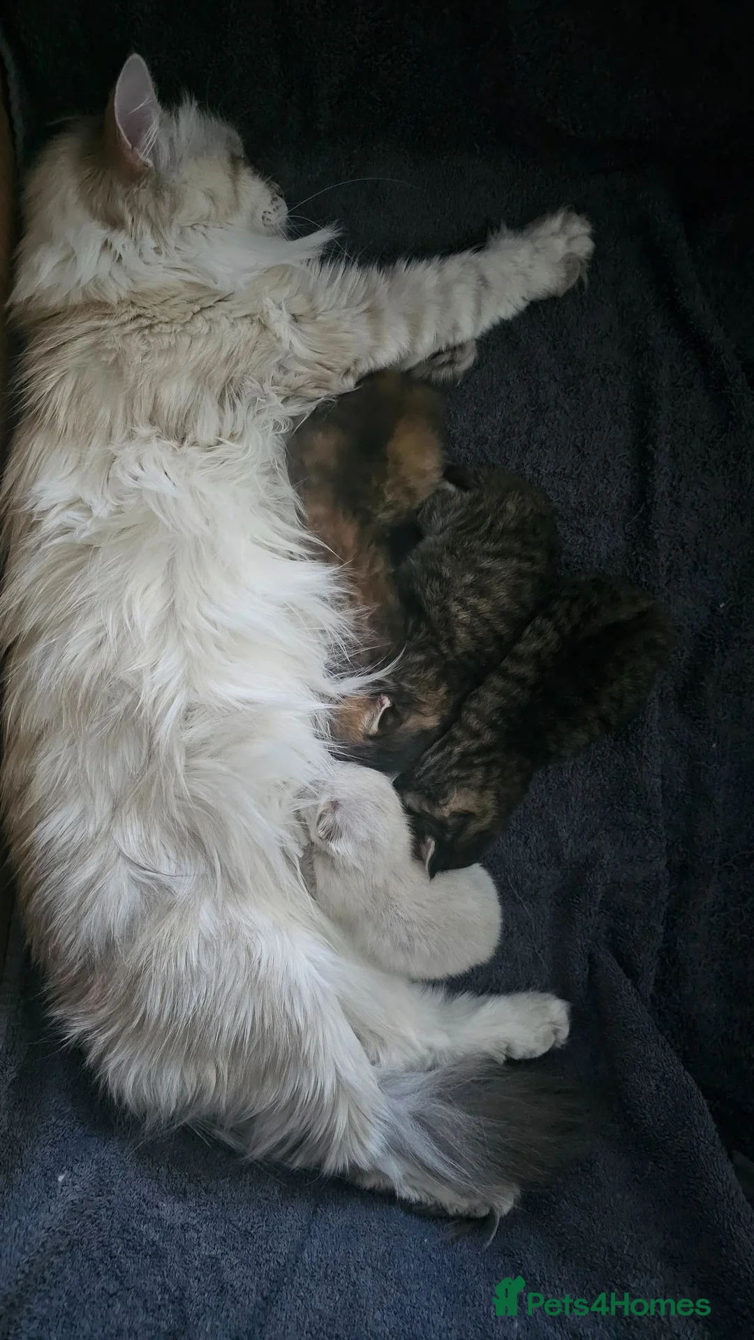 Siberian cats for sale: Purebred Siberian Kittens Indoor/Catio only - Advert 12