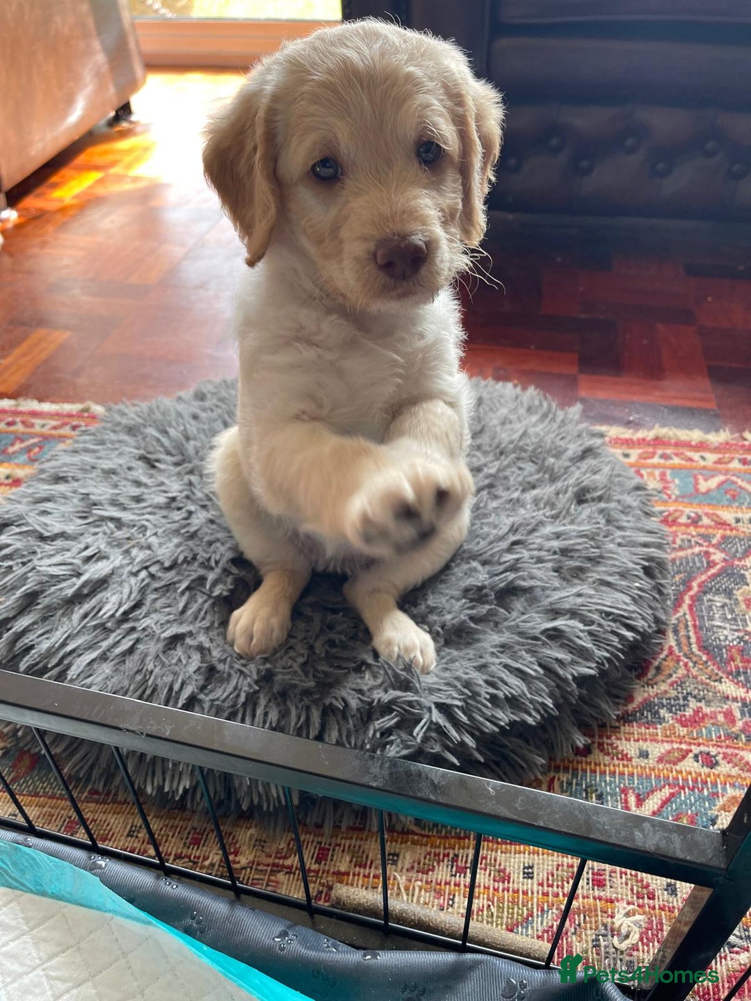 Labradoodle dogs for sale: Multigen Mini Labradoodle Puppies Available Now - Image 39