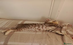 British Shorthair cats for sale: PUre tabby British short hair kittens - Image 26