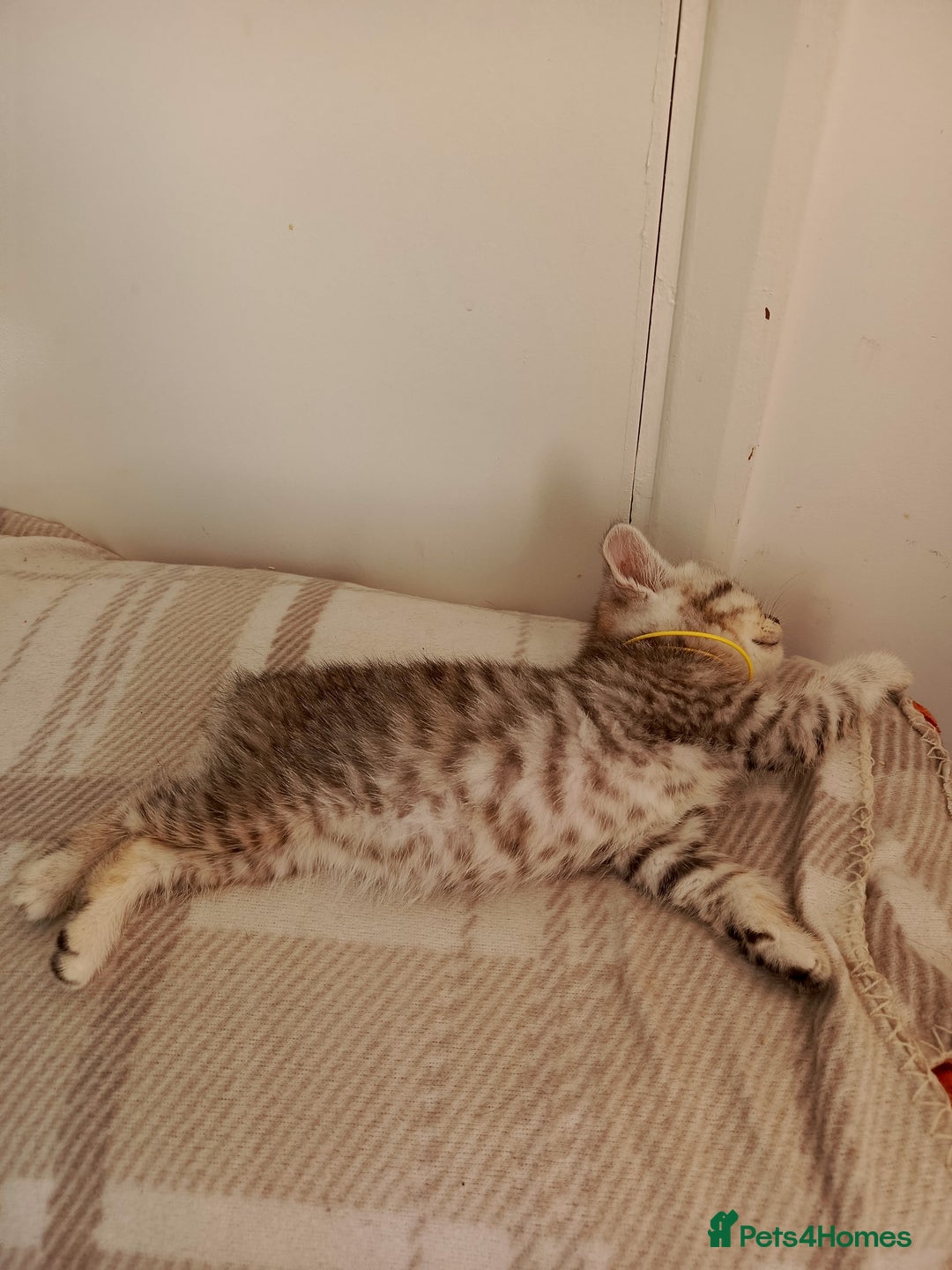 British Shorthair cats for sale: PUre tabby British short hair kittens - Image 26