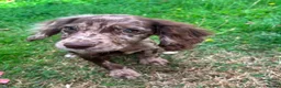 Cocker Spaniel dogs for sale: Cocker spaniel puppies  in ELY - Advert 4