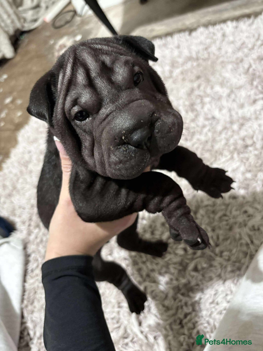Shar Pei dogs for sale: Bone mouth sharpies  - Image 4