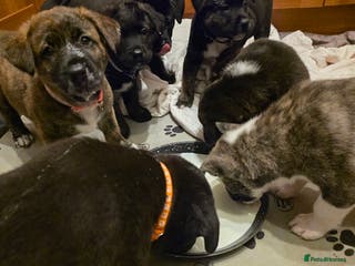 Mixed Breed dogs Gorgeous Labrakita (American Akita x Lab) Puppies - Advert 13