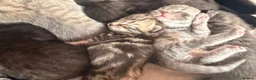 Mixed Breed cats for sale: Beautiful British Shorthaired Cross Kittens - Advert 37