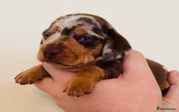 Miniature Dachshund dogs for sale: Beautiful healthy baby miniature dachshunds 🐾 - Image 7
