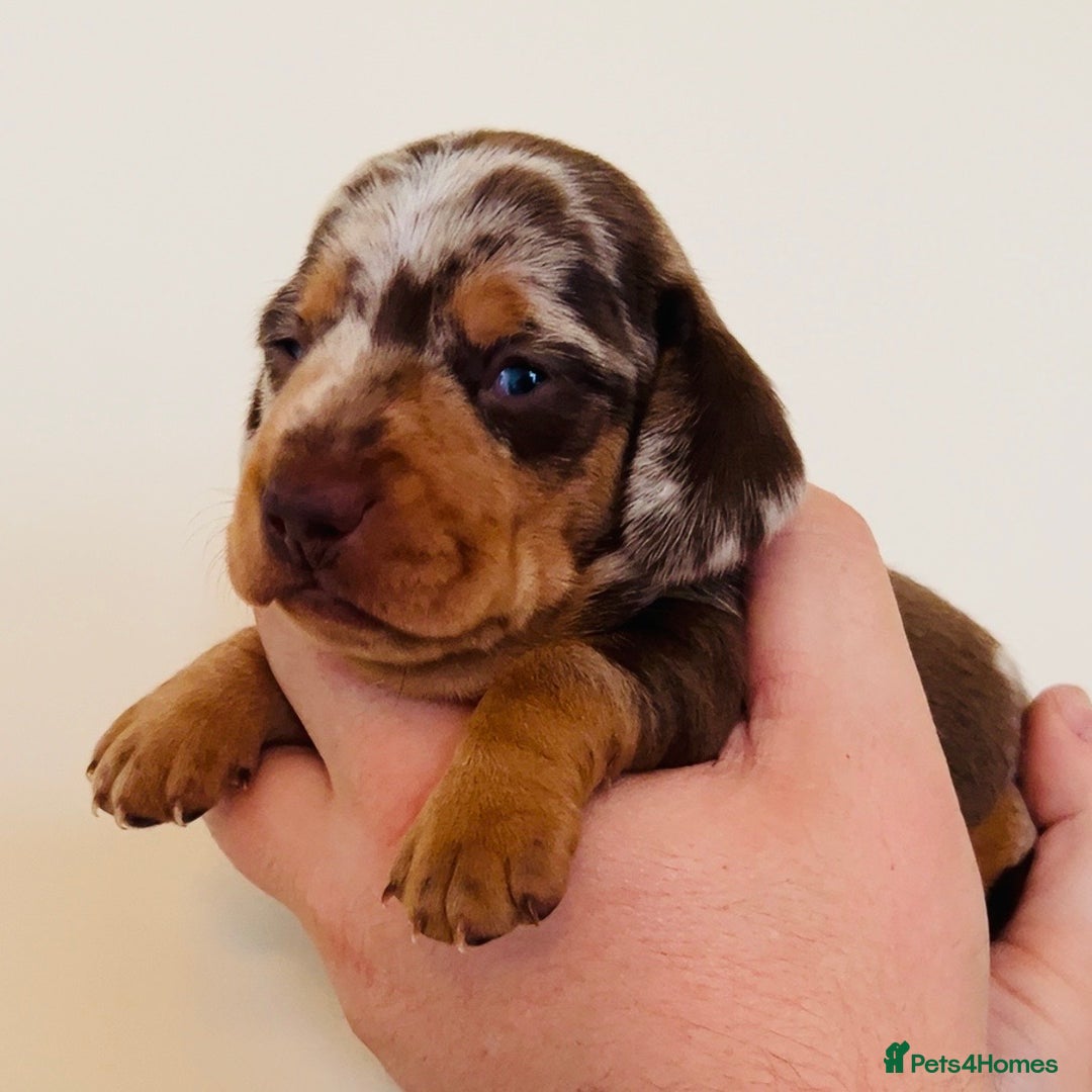 Miniature Dachshund dogs for sale: Beautiful healthy baby miniature dachshunds 🐾 - Image 7