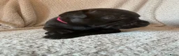 Staffordshire Bull Terrier dogs for sale: KC REGISTERED STAFFORDSHIRE BULL TERRIERS  - Advert 24
