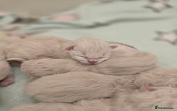 Ragdoll cats for sale: Irresistable Blue Mitted Ragdoll Kittens🙀😻🙀 - Image 2
