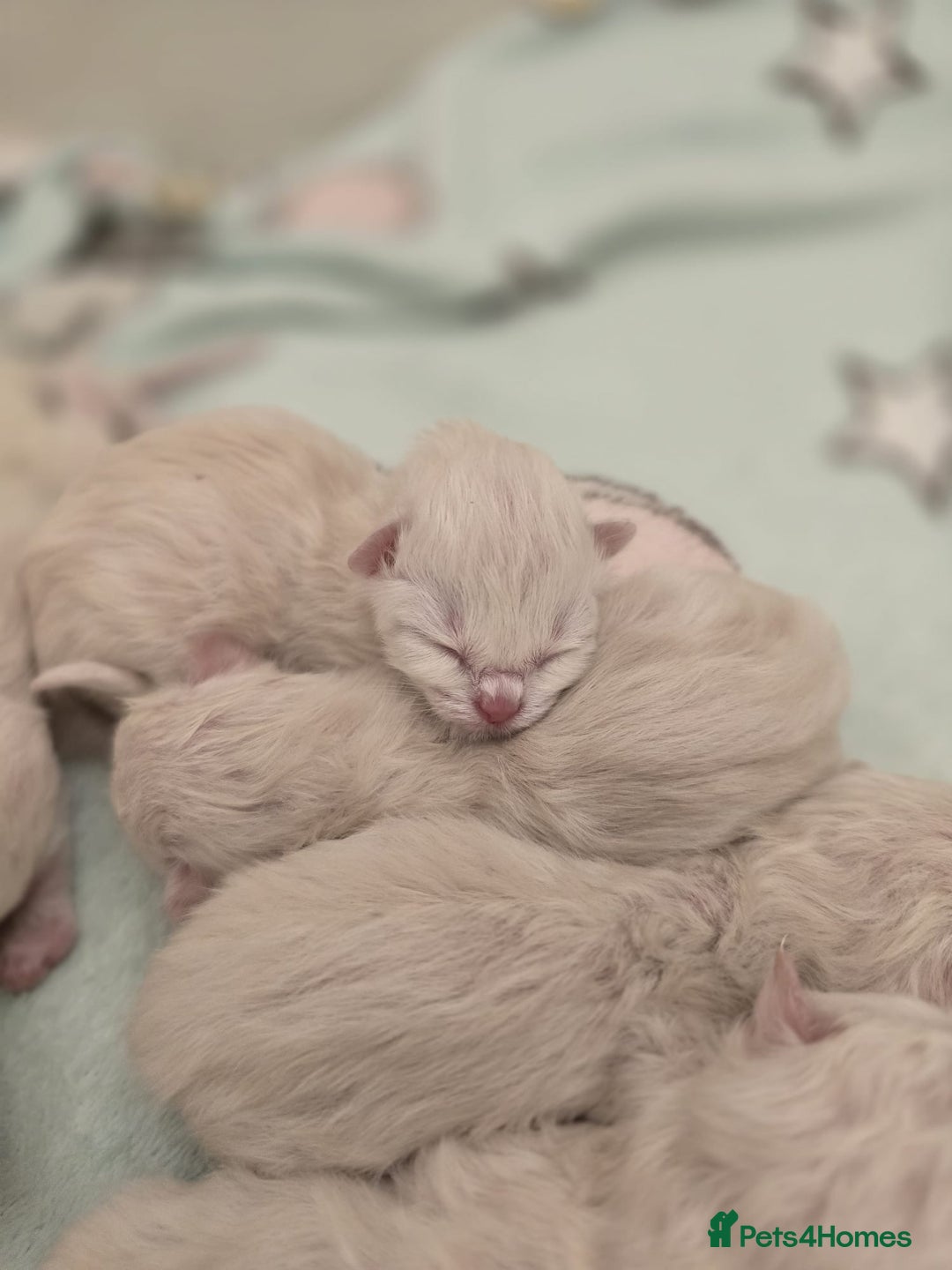 Ragdoll cats for sale: Irresistable Blue Mitted Ragdoll Kittens🙀😻🙀 - Image 2