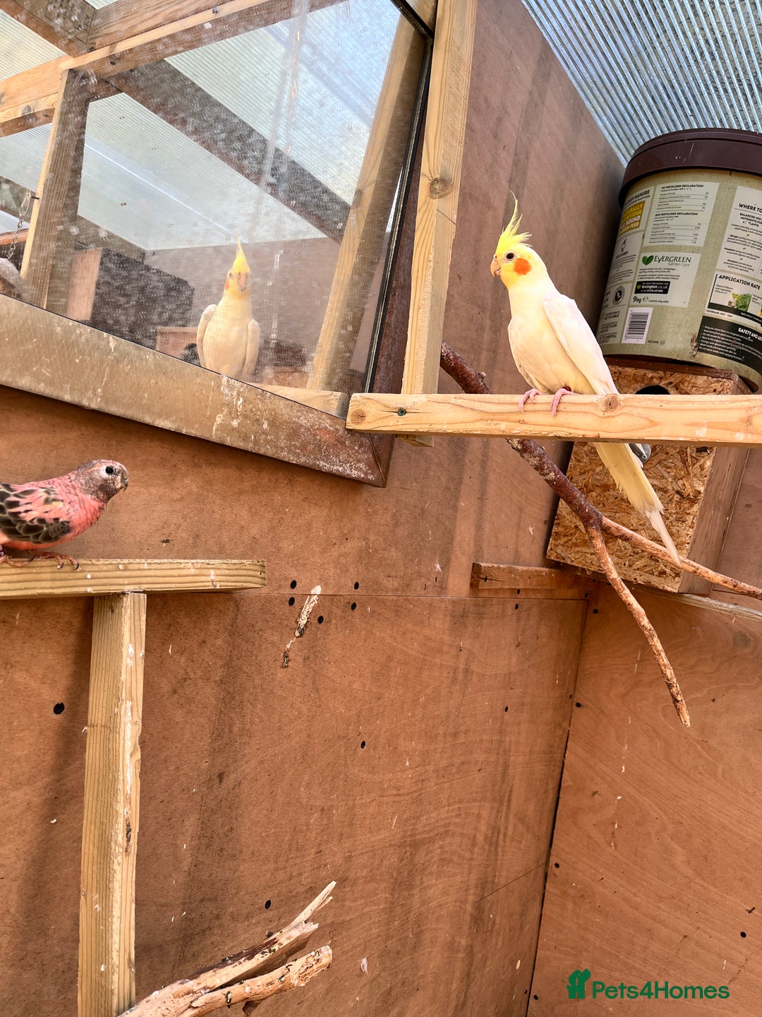 Mixed Breed birds for sale: Budgies, Cockatiels and Indian Ringnecks - Image 5
