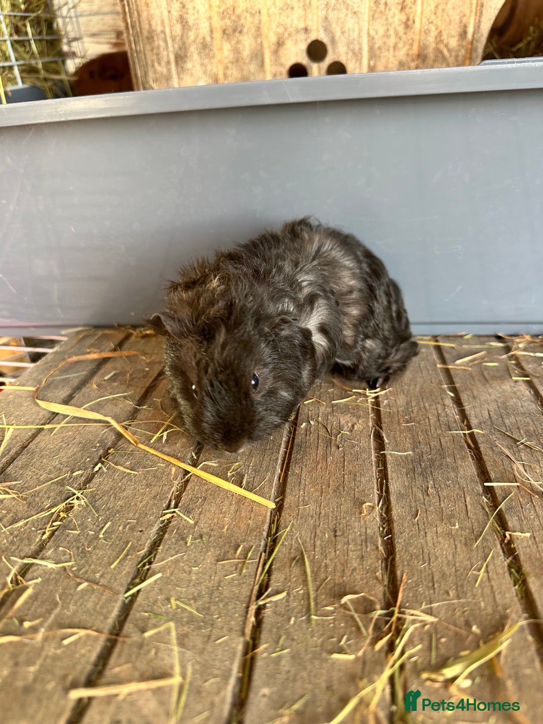 Guinea Pig rodents for sale: Baby boar - Advert 5