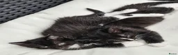 Mixed Breed cats for sale: 2 little Kitten for sale - Advert 2